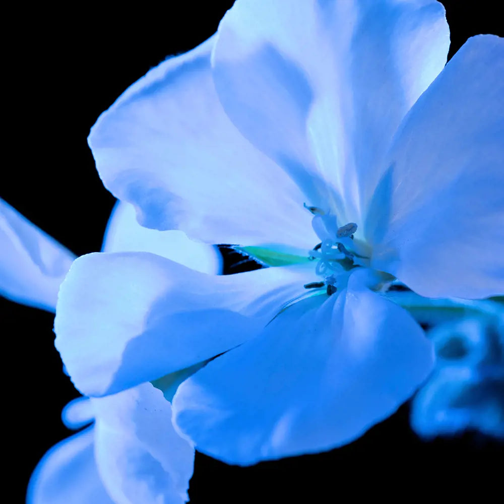 Yves Saint Laurent Y Eau de Parfum